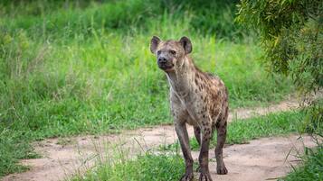 A hyena standing on a dirt path surrounded by green vegetation.