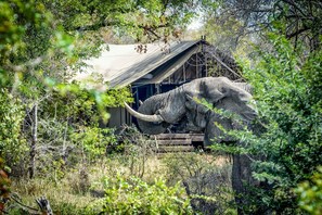 Un elefante en su hábitat natural con una tienda de campaña al fondo.