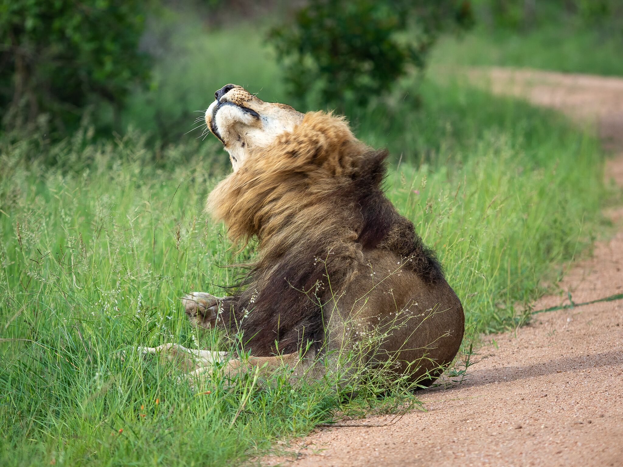 A lion sitting on a dirt path surrounded by tall grass.