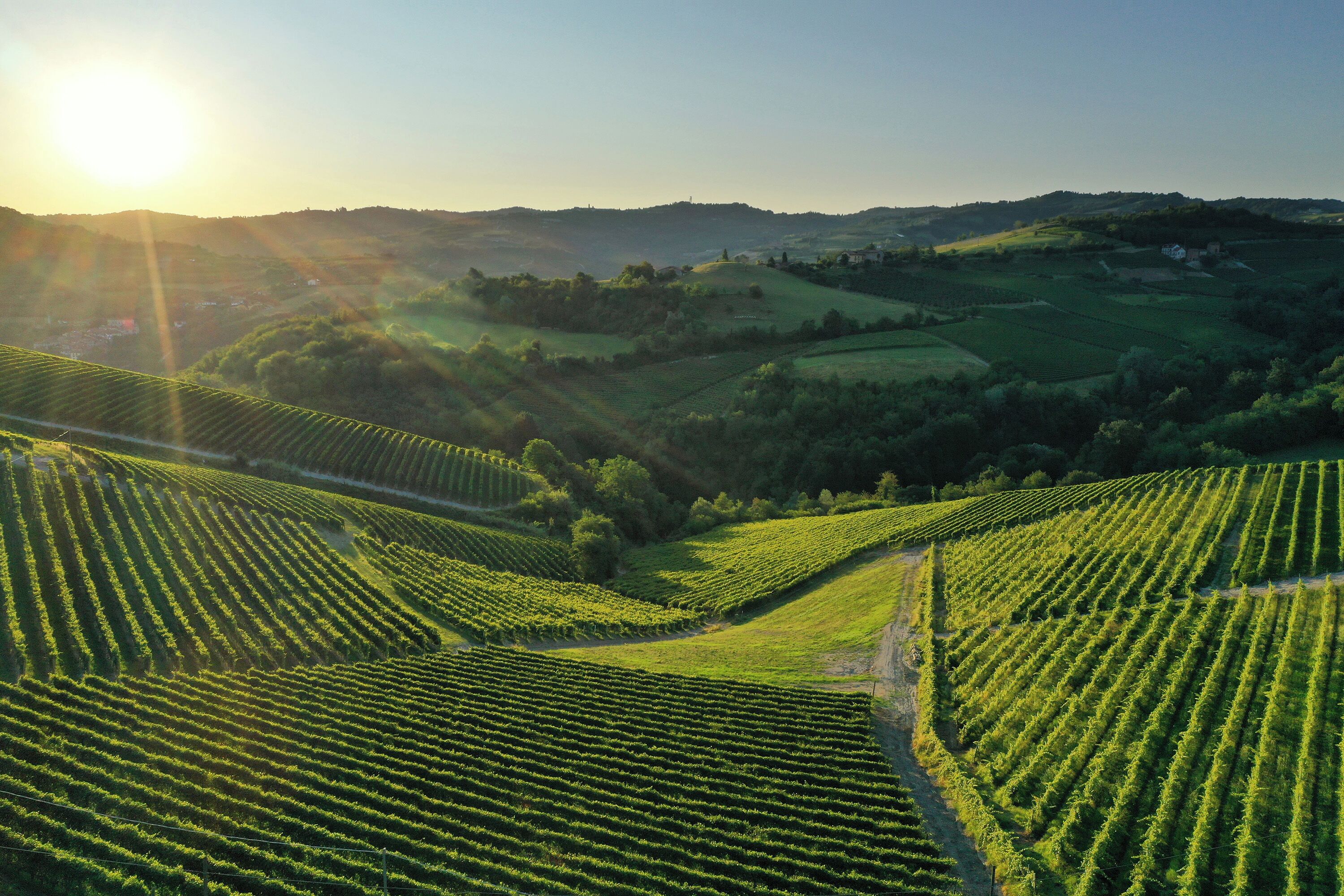 A vineyard with rows of grapevines under a clear sky.