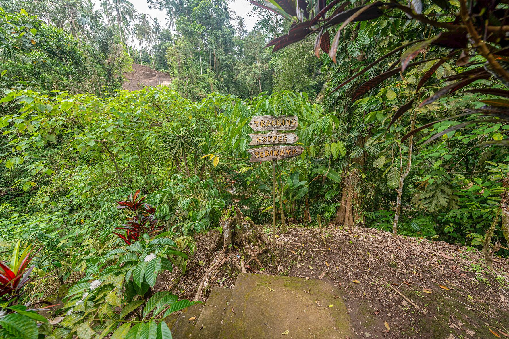 Un entorno tropical exuberante con follaje denso y un letrero de madera que indica el camino al café y Serikaya.