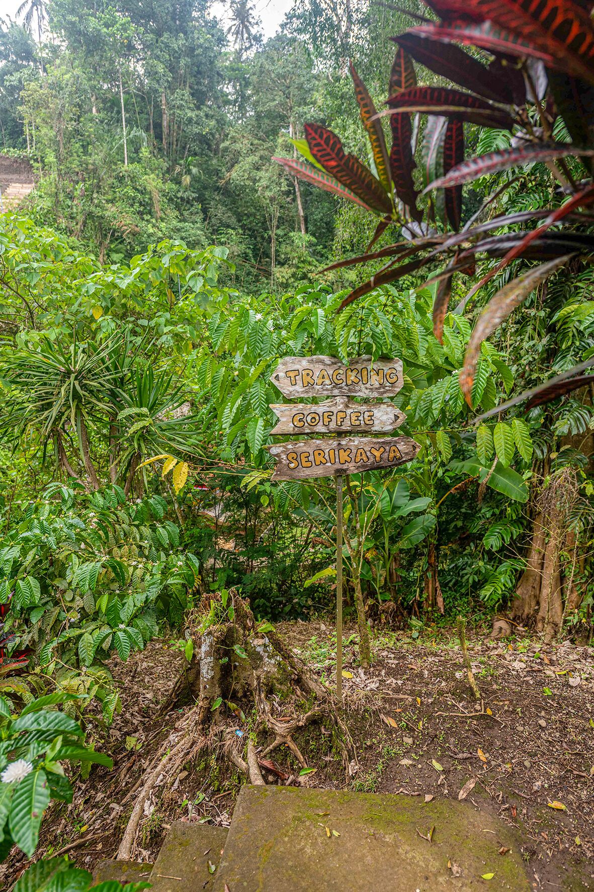 A wooden signpost with directional arrows and the words 'TRACKING COFFEE SERIKAYA' amidst dense tropical foliage.