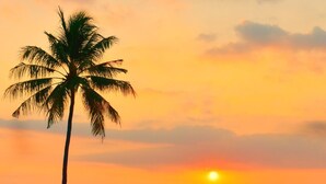 Un atardecer sobre una playa con palmeras y plantas en flor.