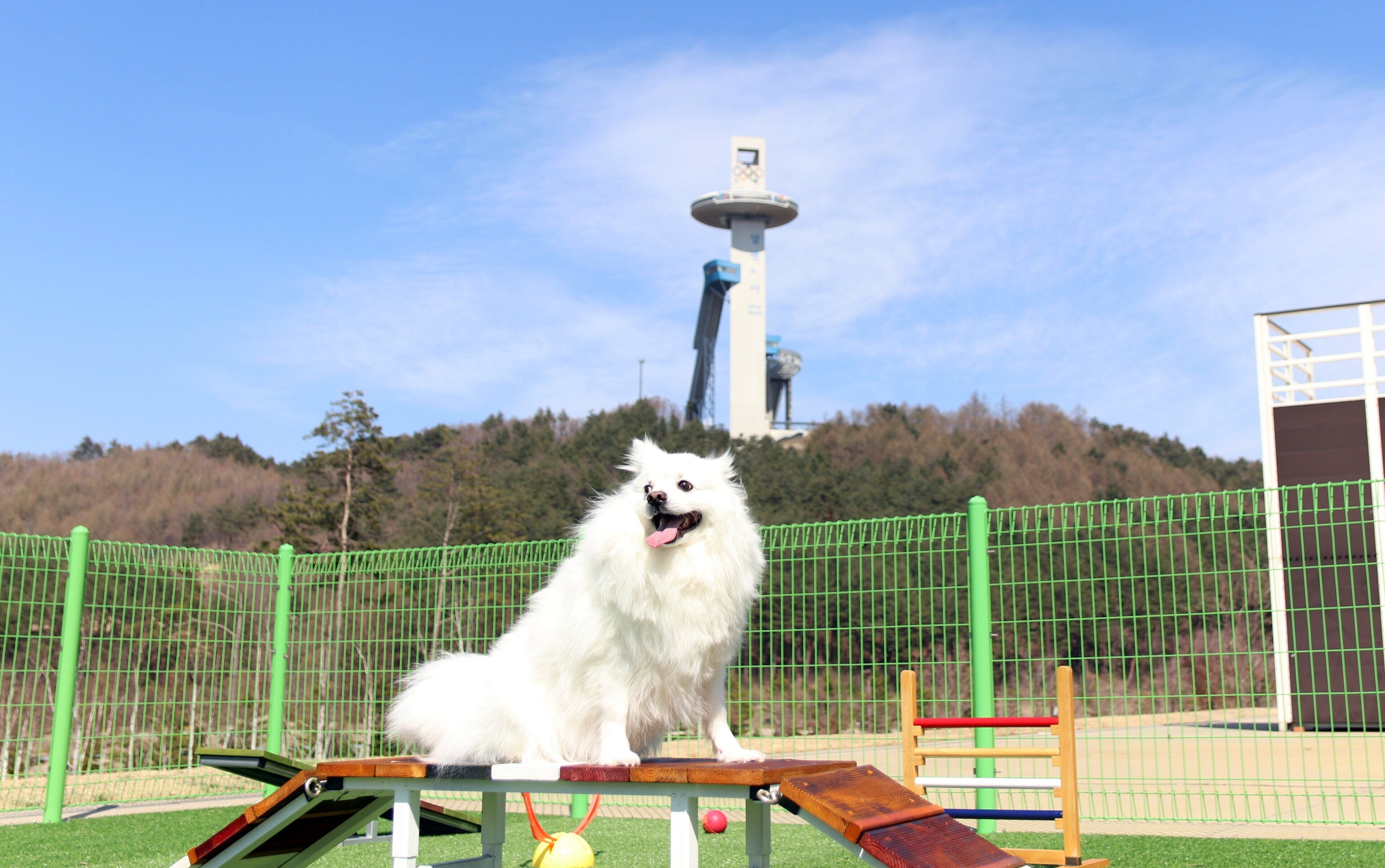 A white dog sitting on a wooden bench in a fenced outdoor area with a green fence and a hill with trees in the background.