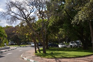 A street lined with trees and parked cars.