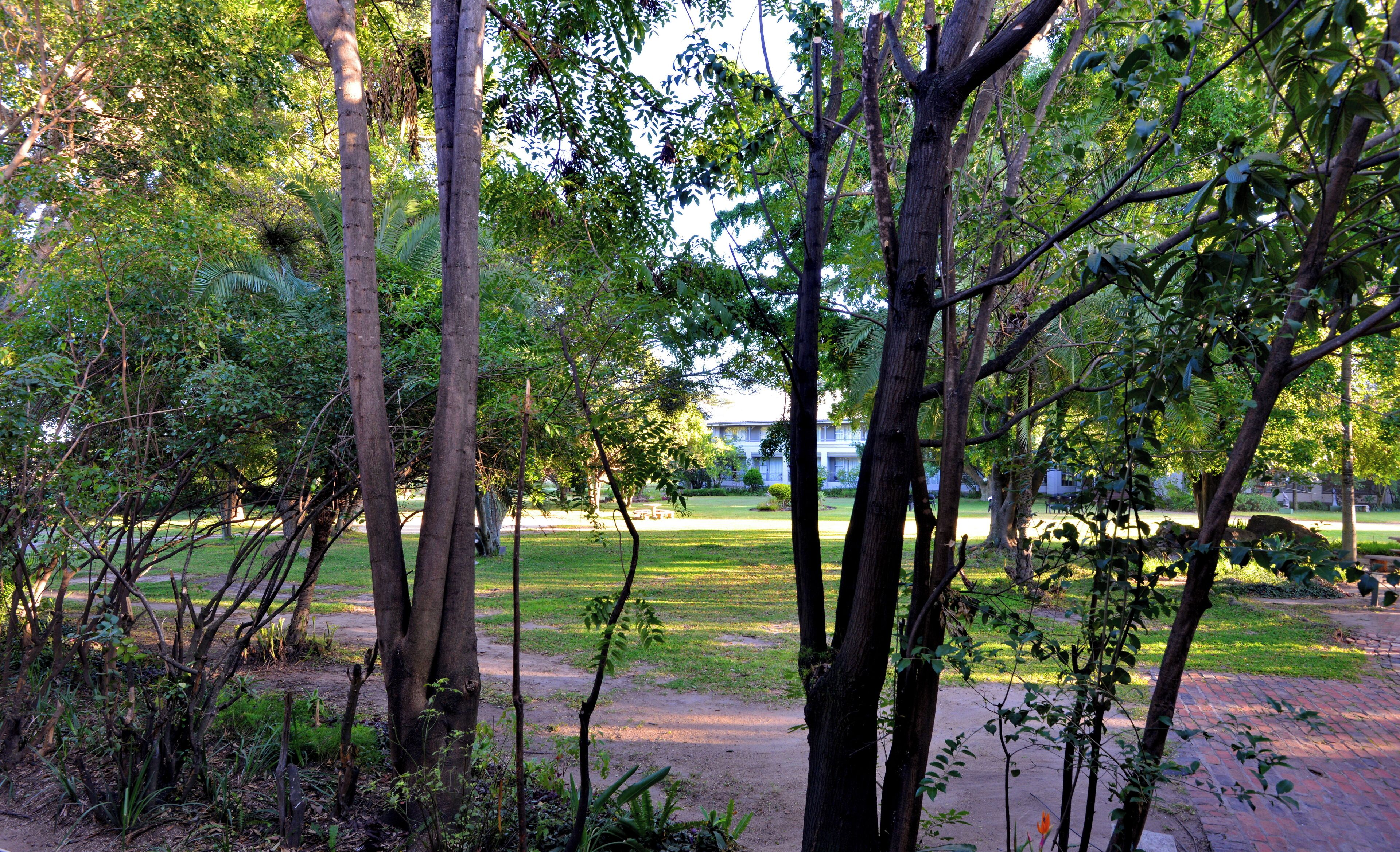 A park with tall trees, a grassy area, and a building in the background.