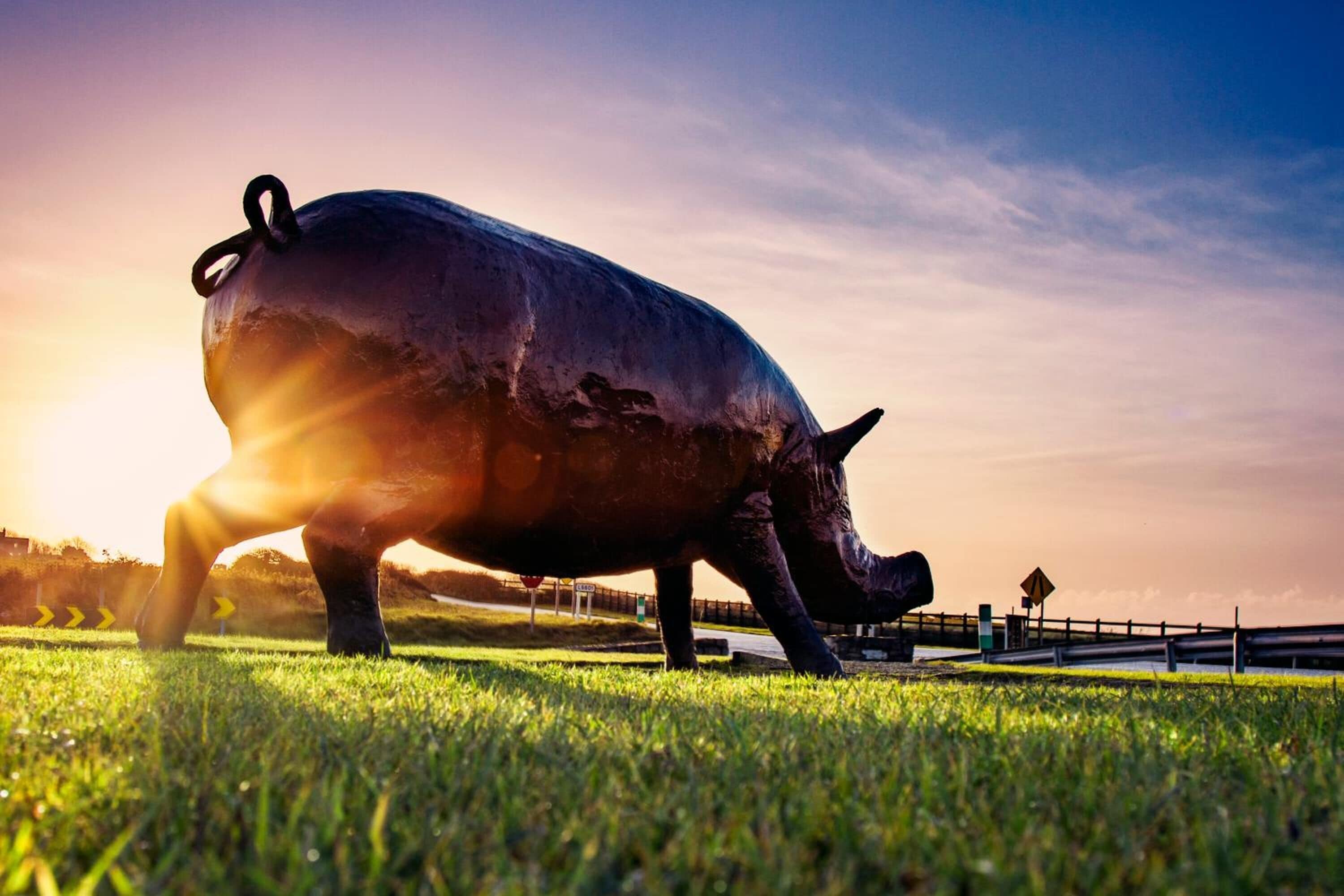 Eine große Schweineskulptur in einem grünen Feld, im Hintergrund ein Sonnenuntergang.