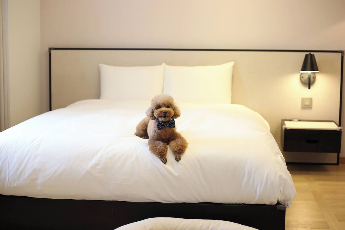 Een bed met een kleine hond die erop zit. Er staat een nachtkastje met een lamp naast het bed.