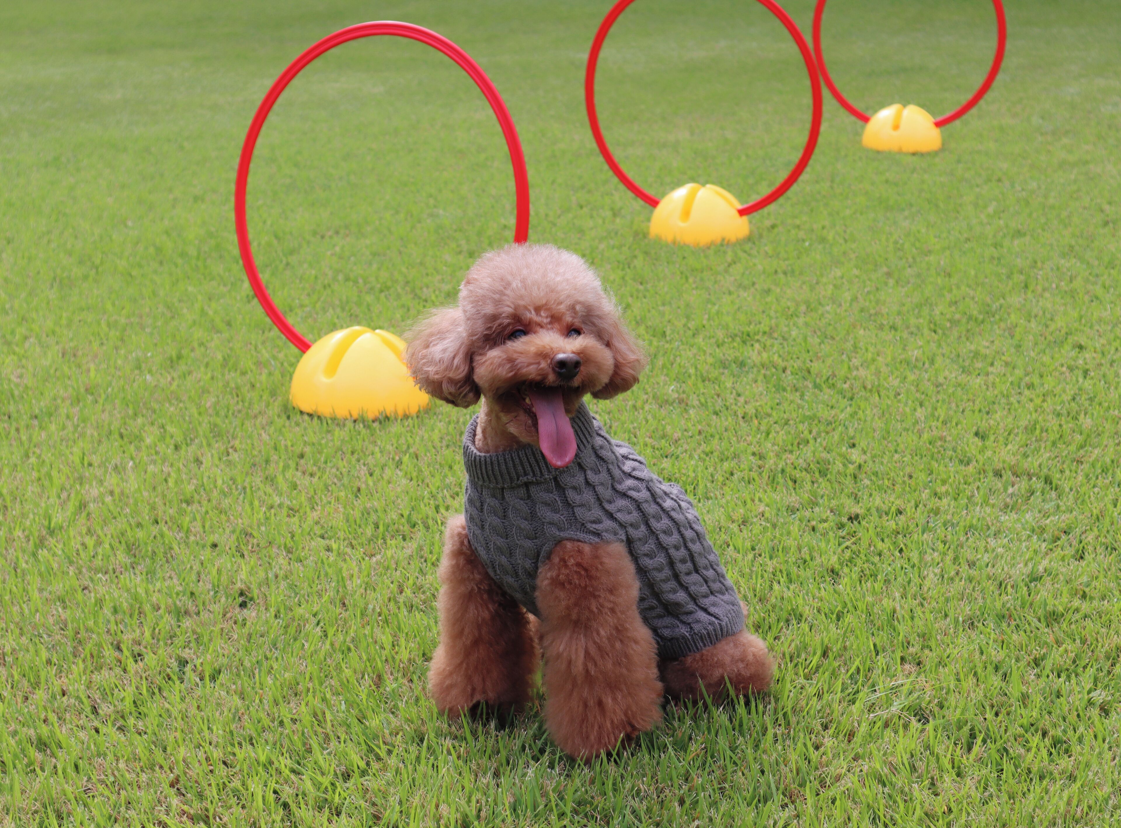 A small brown dog wearing a sweater, standing on grass with red and yellow objects in the background.