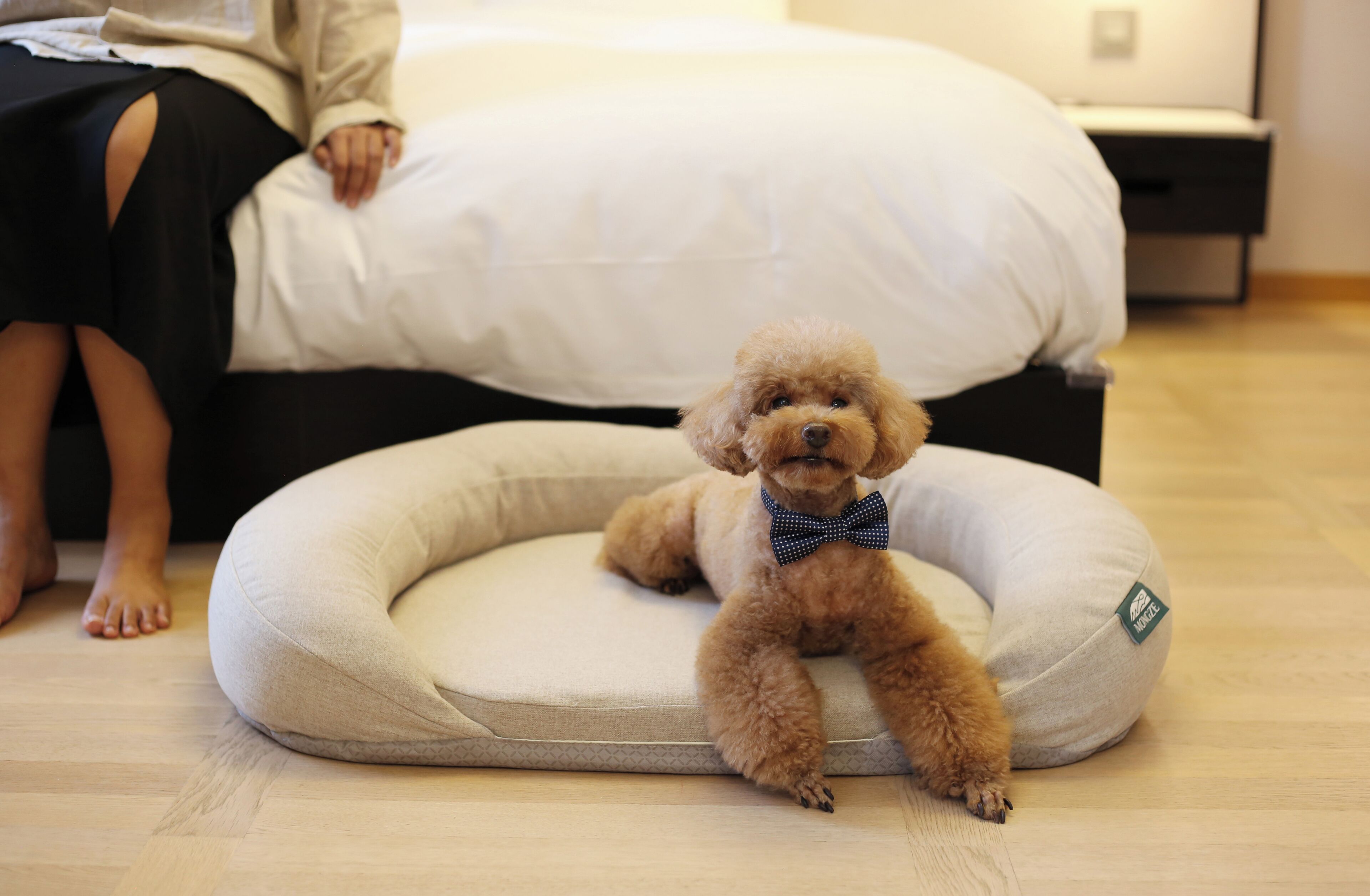 Un perro pequeño de pelo rizado con pajarita sentado sobre una cama beige para mascotas en una habitación con una cama y una mesita de noche.