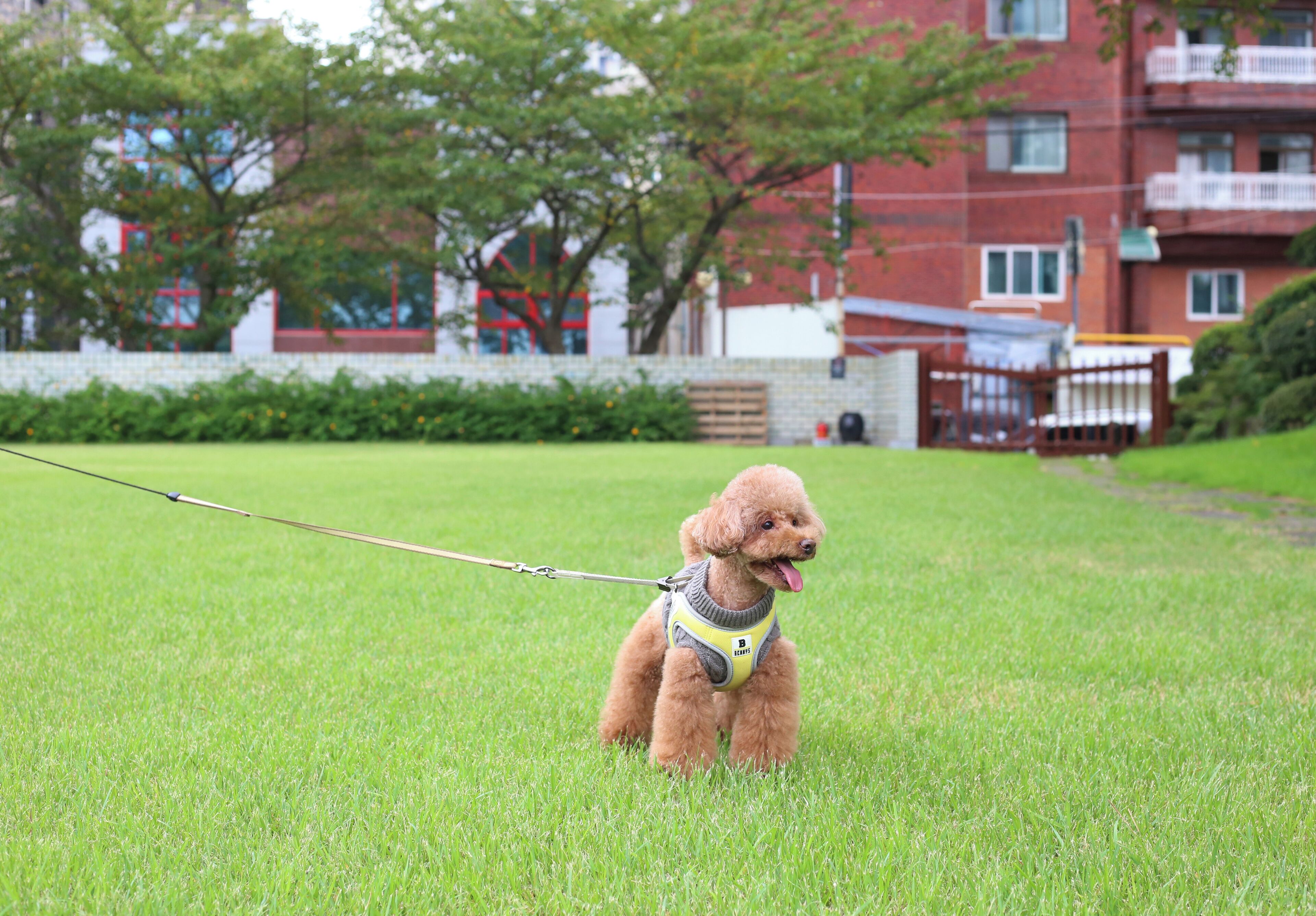 pet-friendly amenities