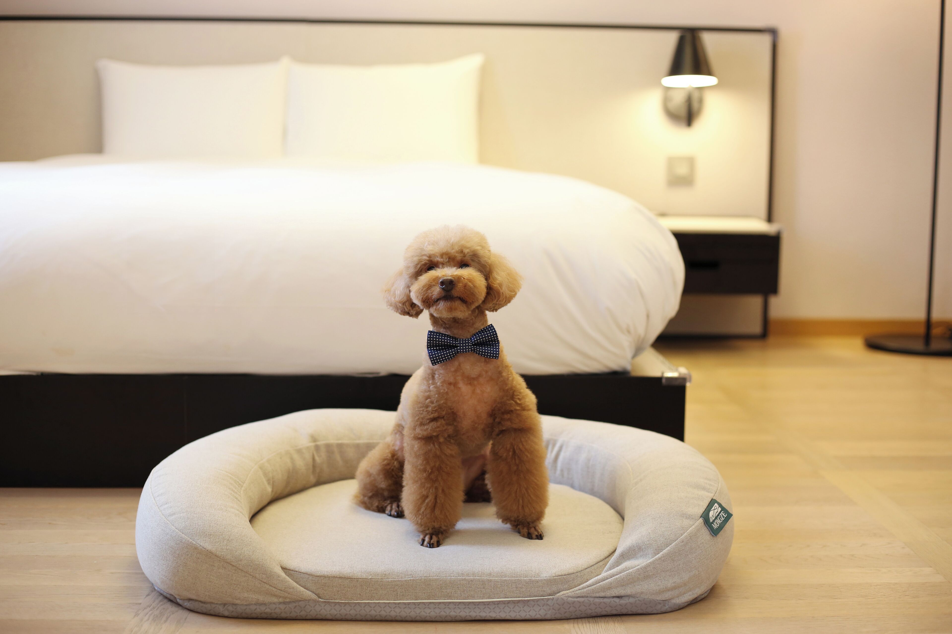 A small, fluffy dog sitting on a round, beige pet bed in a hotel room with a neatly made bed and a bedside table with a lamp.