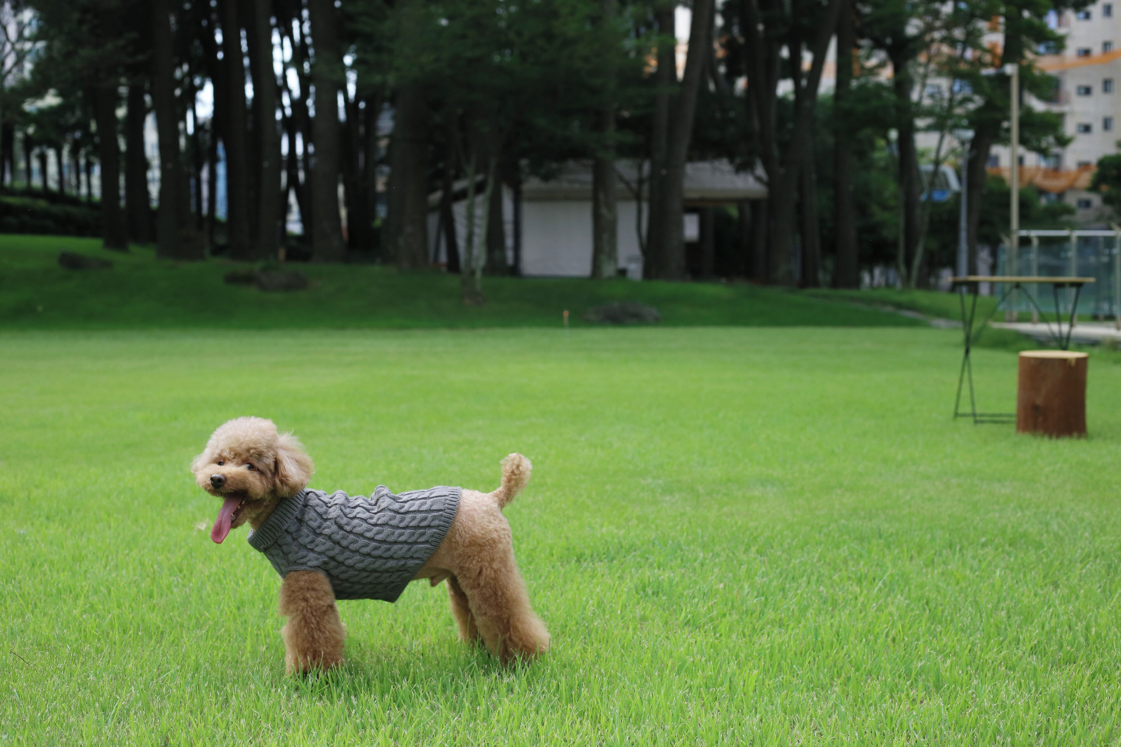 Photo - Maison Glad Jeju