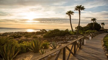 Pasarela de madera que conduce a una playa con palmeras y plantas desérticas.
