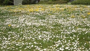 Un bâtiment moderne à plusieurs étages, doté de grandes fenêtres, entouré d’un champ de fleurs blanches et jaunes.