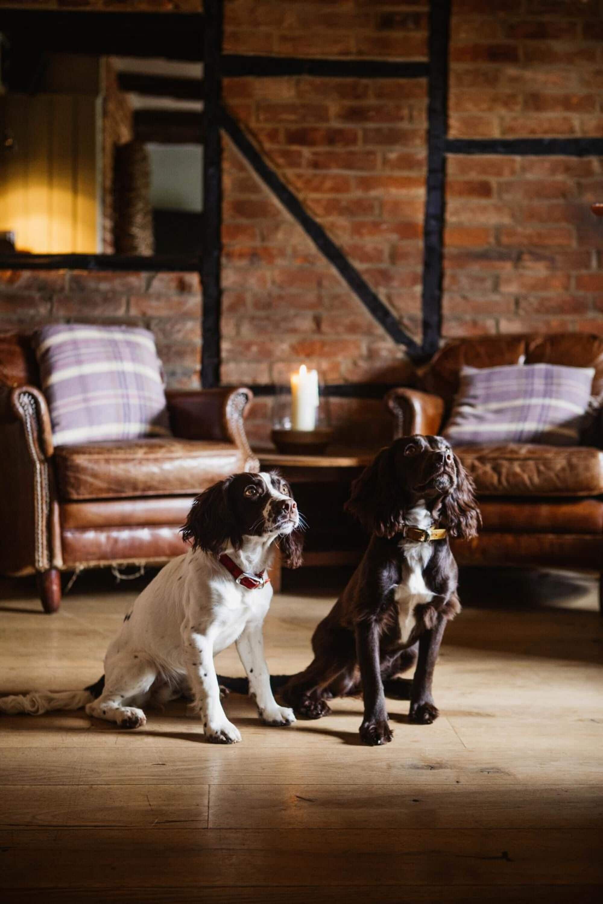 Two dogs in a room with a brick wall, a leather couch, and a wooden floor.