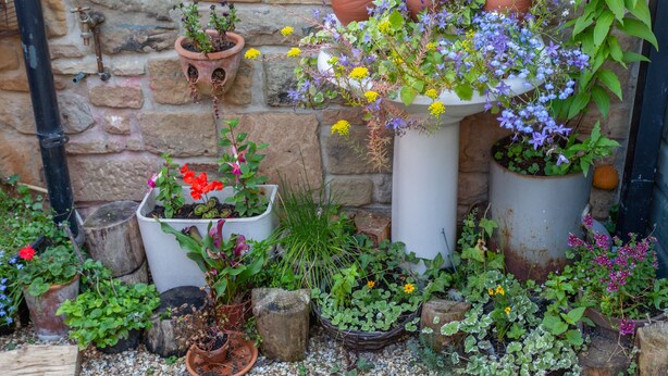 Une variété de plantes en pot est disposée contre un mur de pierre, notamment un pot sur pied blanc contenant un mélange de fleurs et de feuillage.