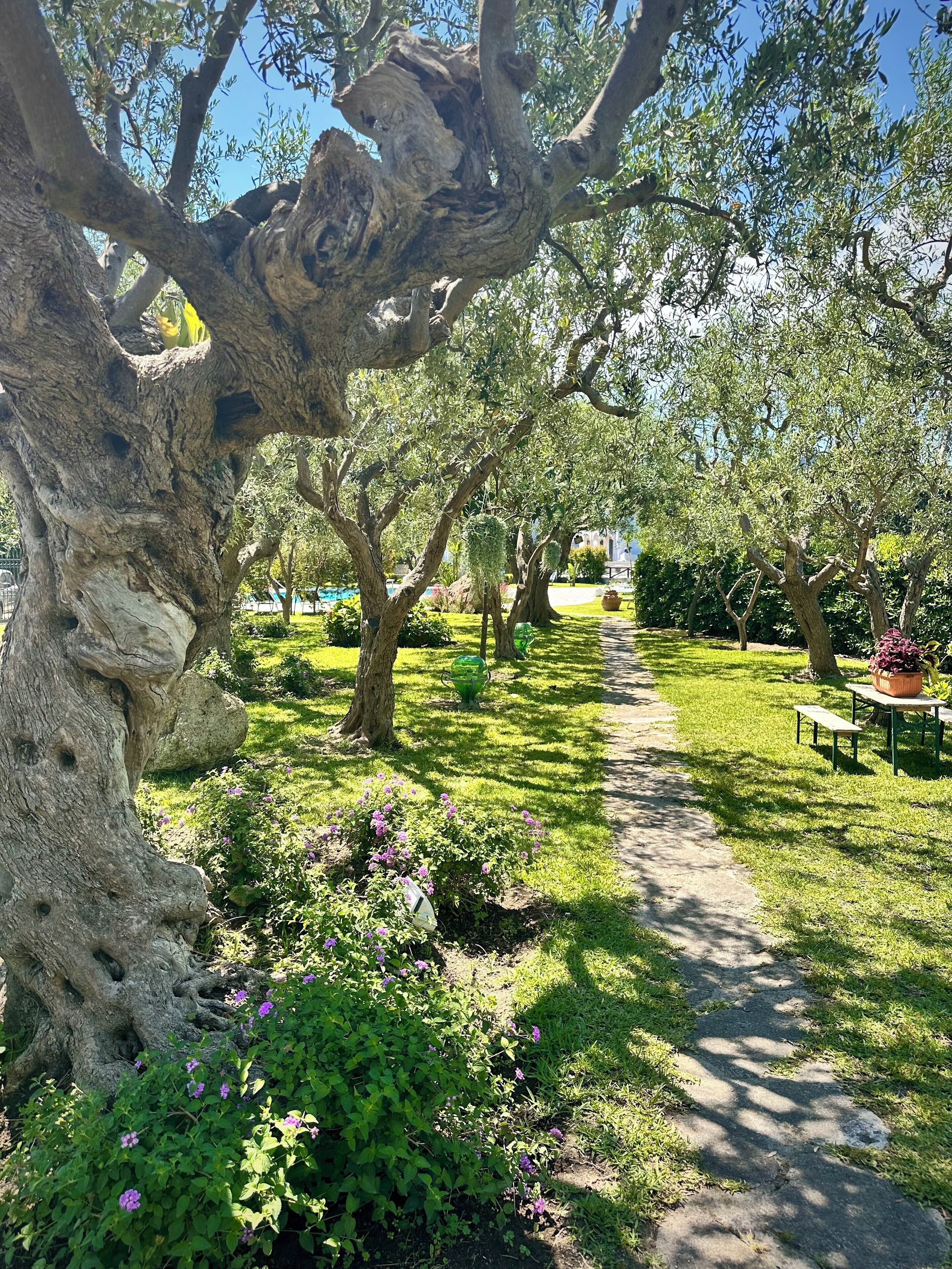 A garden path lined with trees and flowering plants.