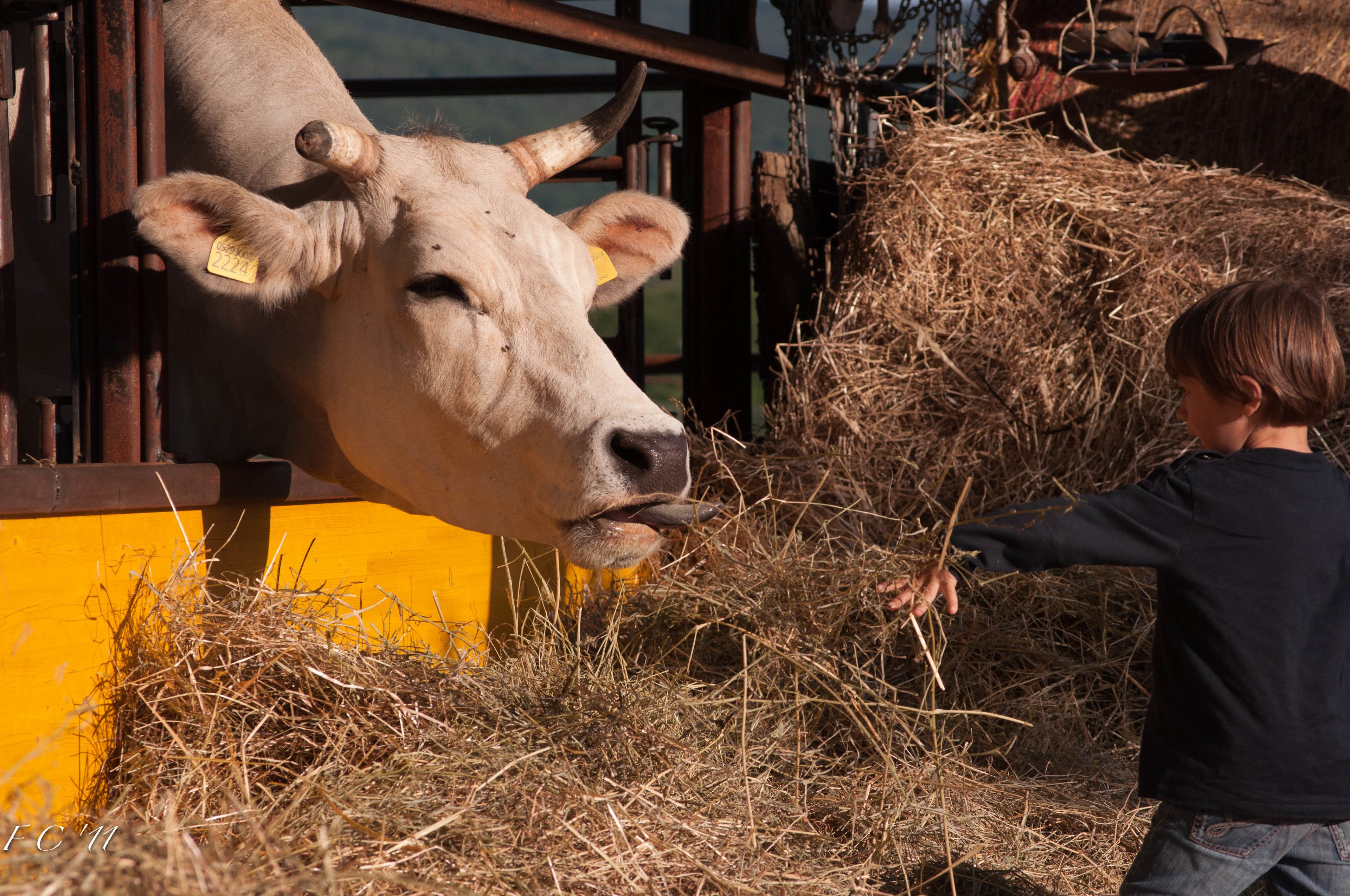 A person feeding a cow through a metal gate.