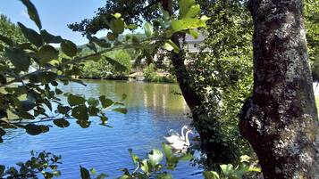 Un lago tranquilo con cisnes, rodeado de exuberante vegetación y una casa al fondo.