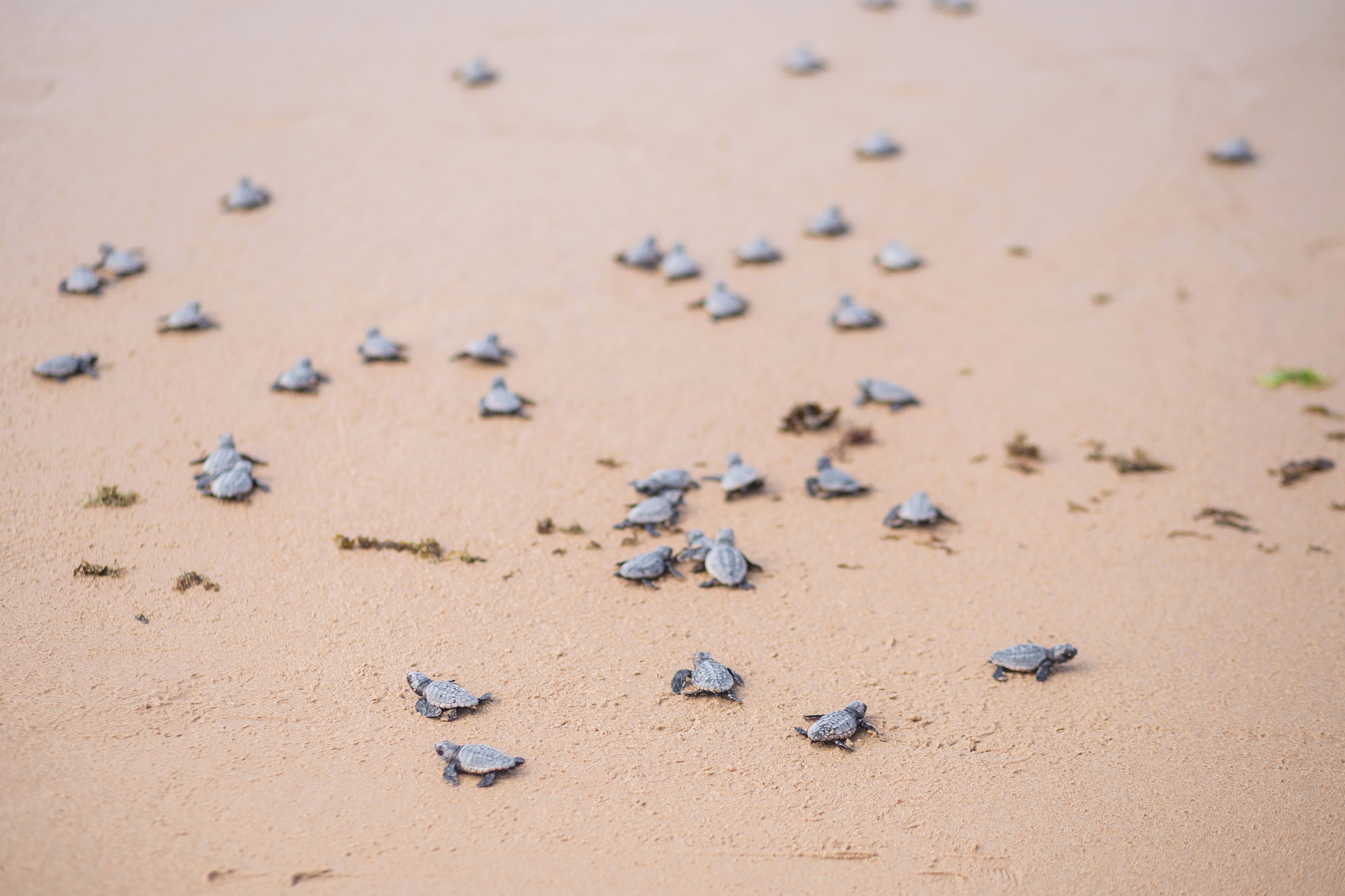 A sandy beach with numerous small turtles scattered across the sand.