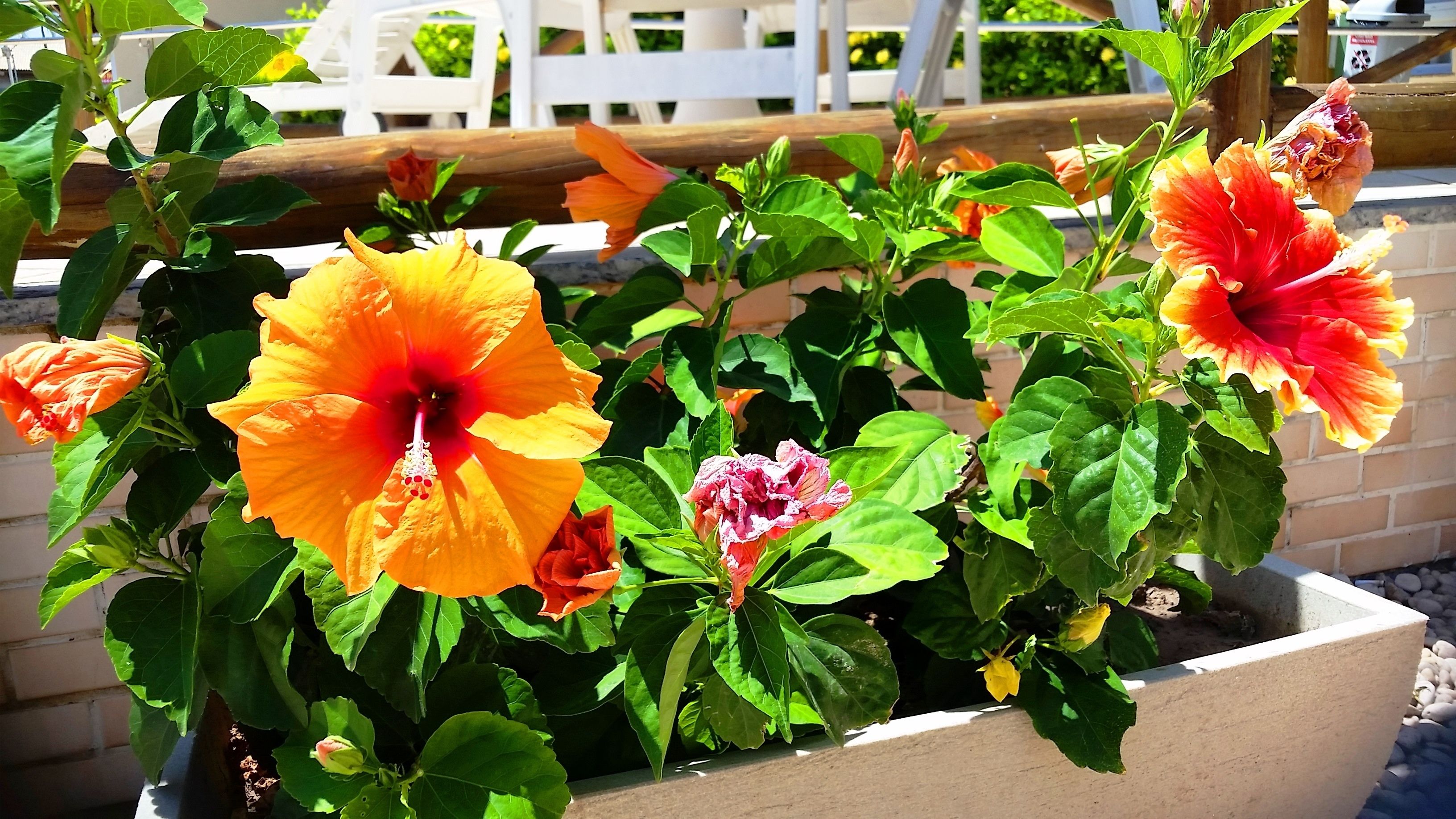Una jardinera llena de flores coloridas y follaje verde.