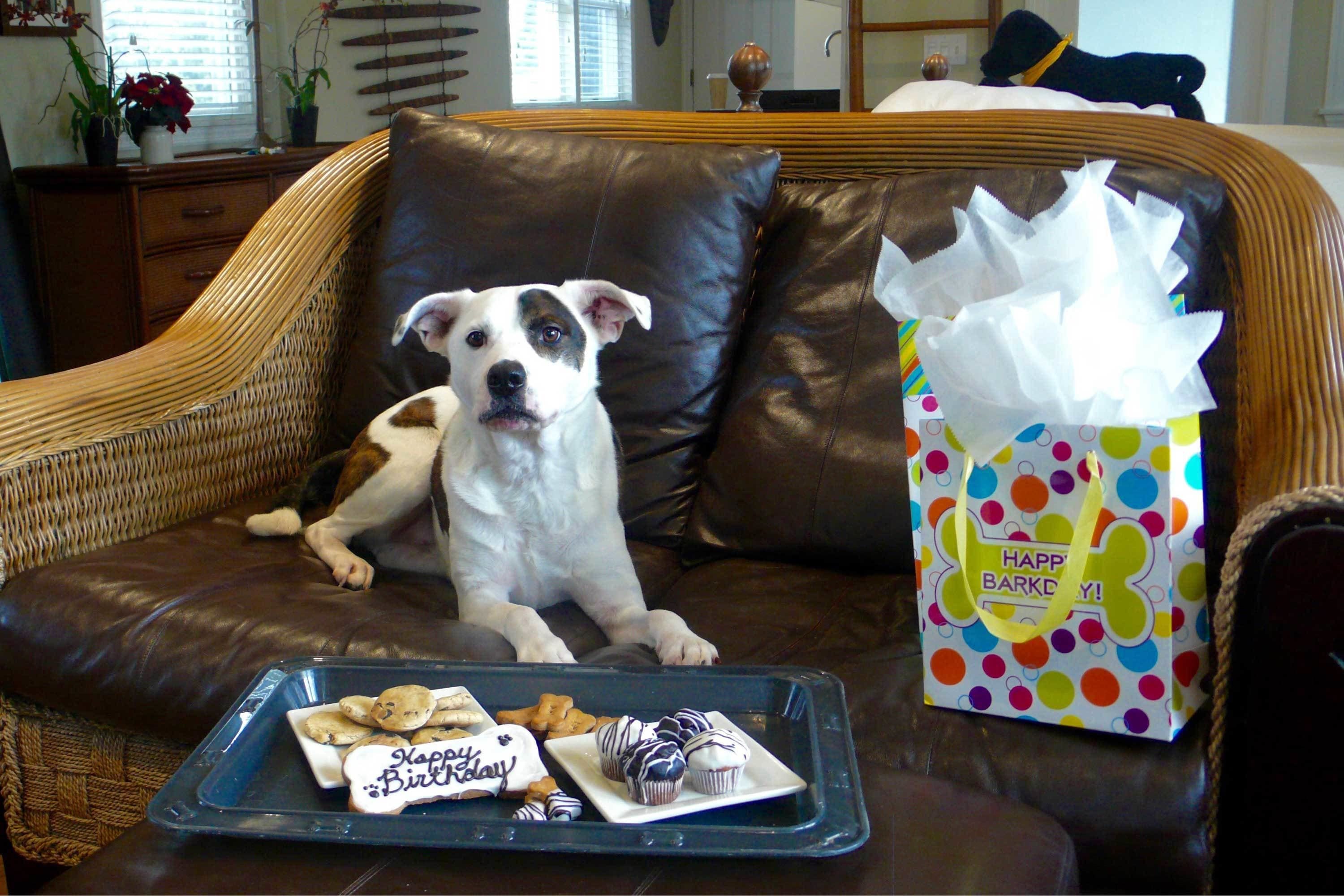 A dog sitting on a brown leather couch with a tray of treats and a colorful gift bag.