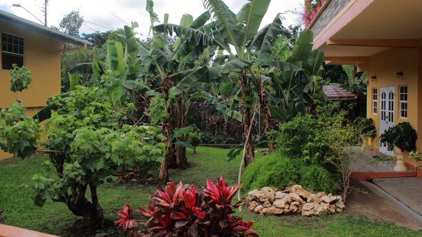 A garden with banana trees, a small pond, and a yellow building with a red roof. - Greenhaven Cottage B&B (Les Coteaux)