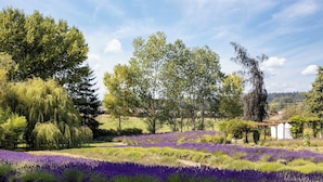 A lavender field with trees and a pergola in the background.