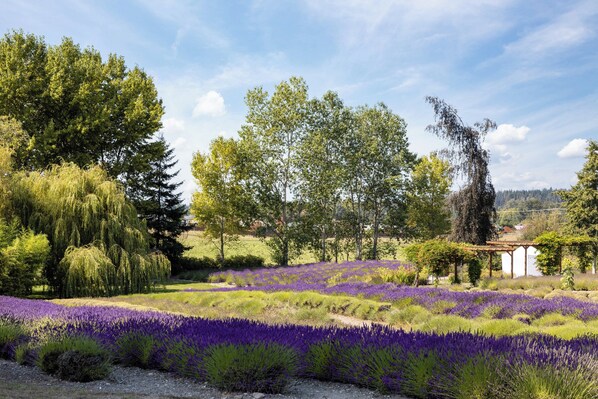 A lavender field with trees and a pergola in the background. - Holiday Inn Express Hotel & Suites NORTH SEQUIM by IHG (Sequim)