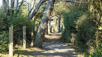 A narrow dirt path flanked by wooden posts and wire fencing, surrounded by dense greenery and trees.