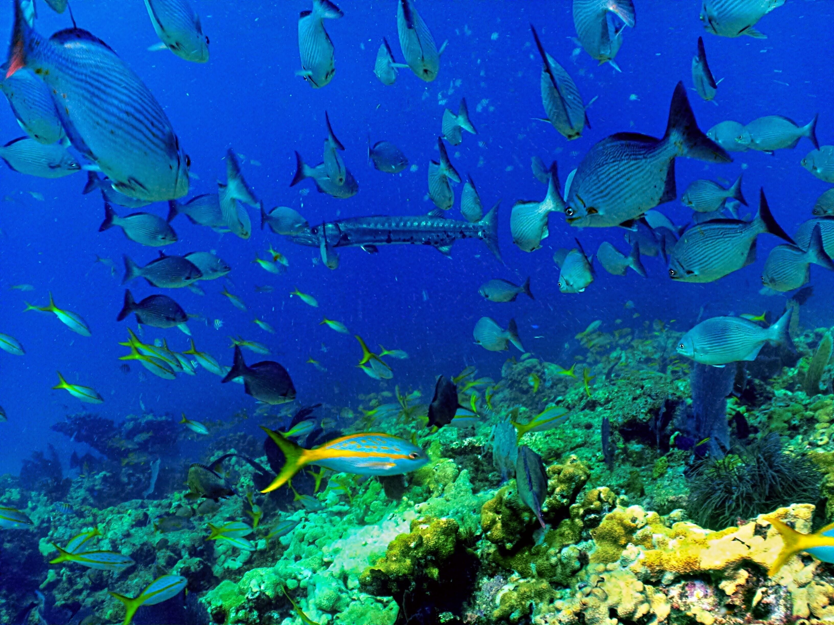 Une scène sous-marine avec différentes espèces de poissons et des formations coralliennes.