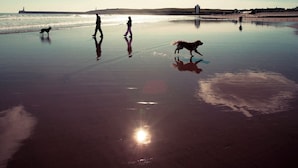 A beach scene with people and a dog.