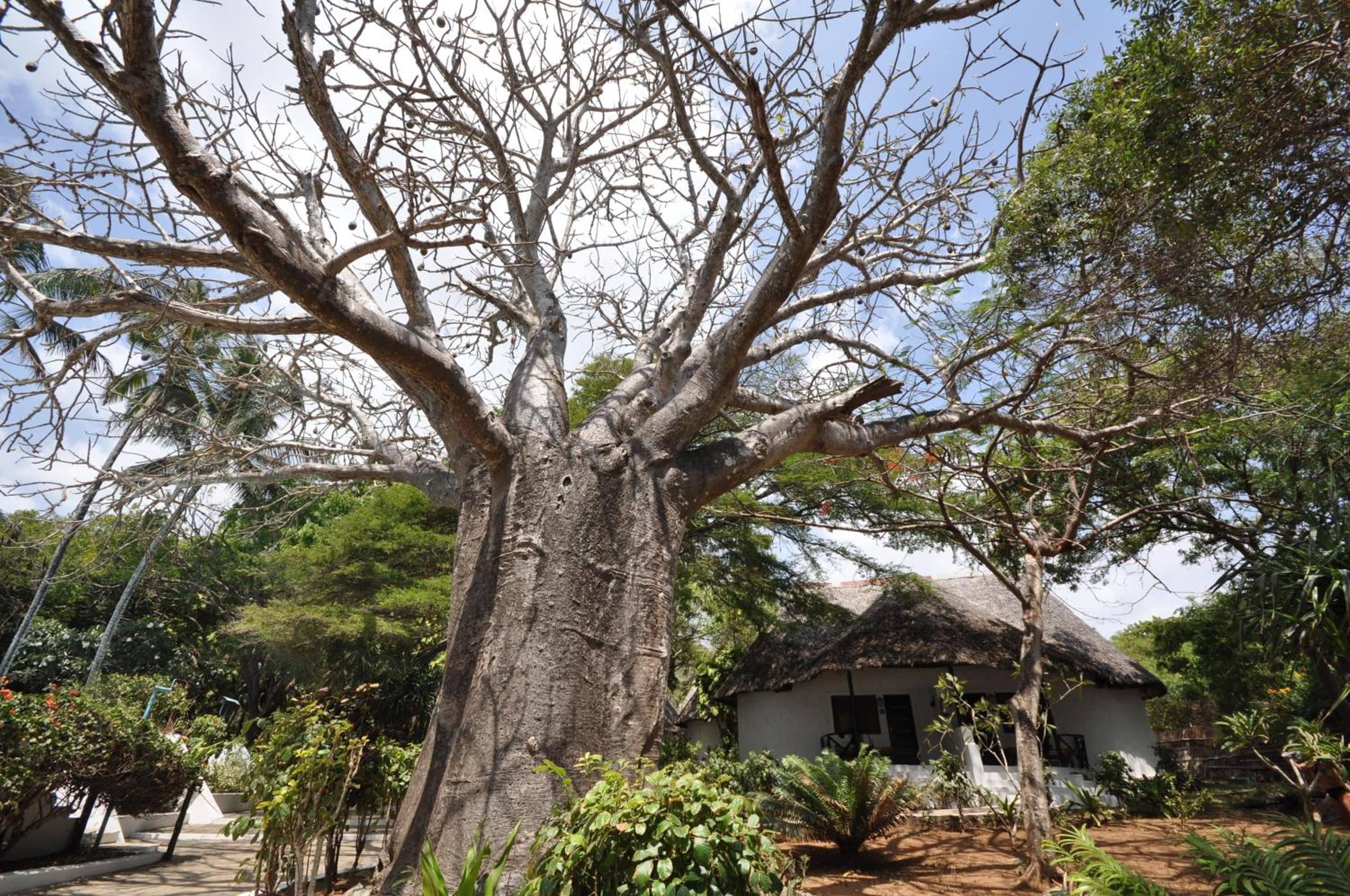 A large tree with a thatched-roof house in the background.