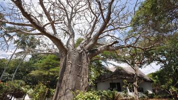 A large tree with a thatched-roof house in the background.