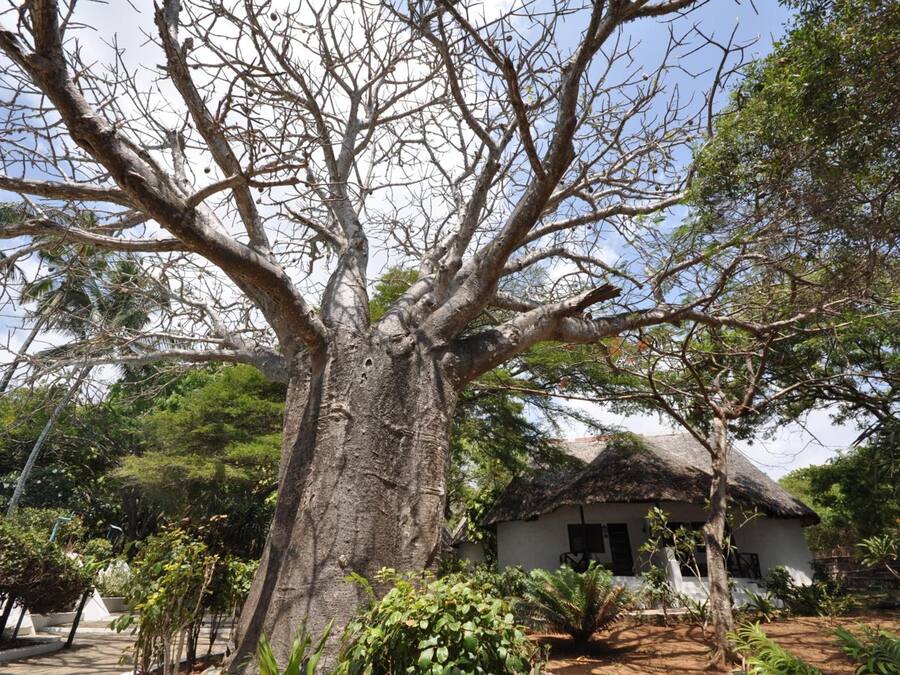 A large tree with a thatched-roof house in the background.