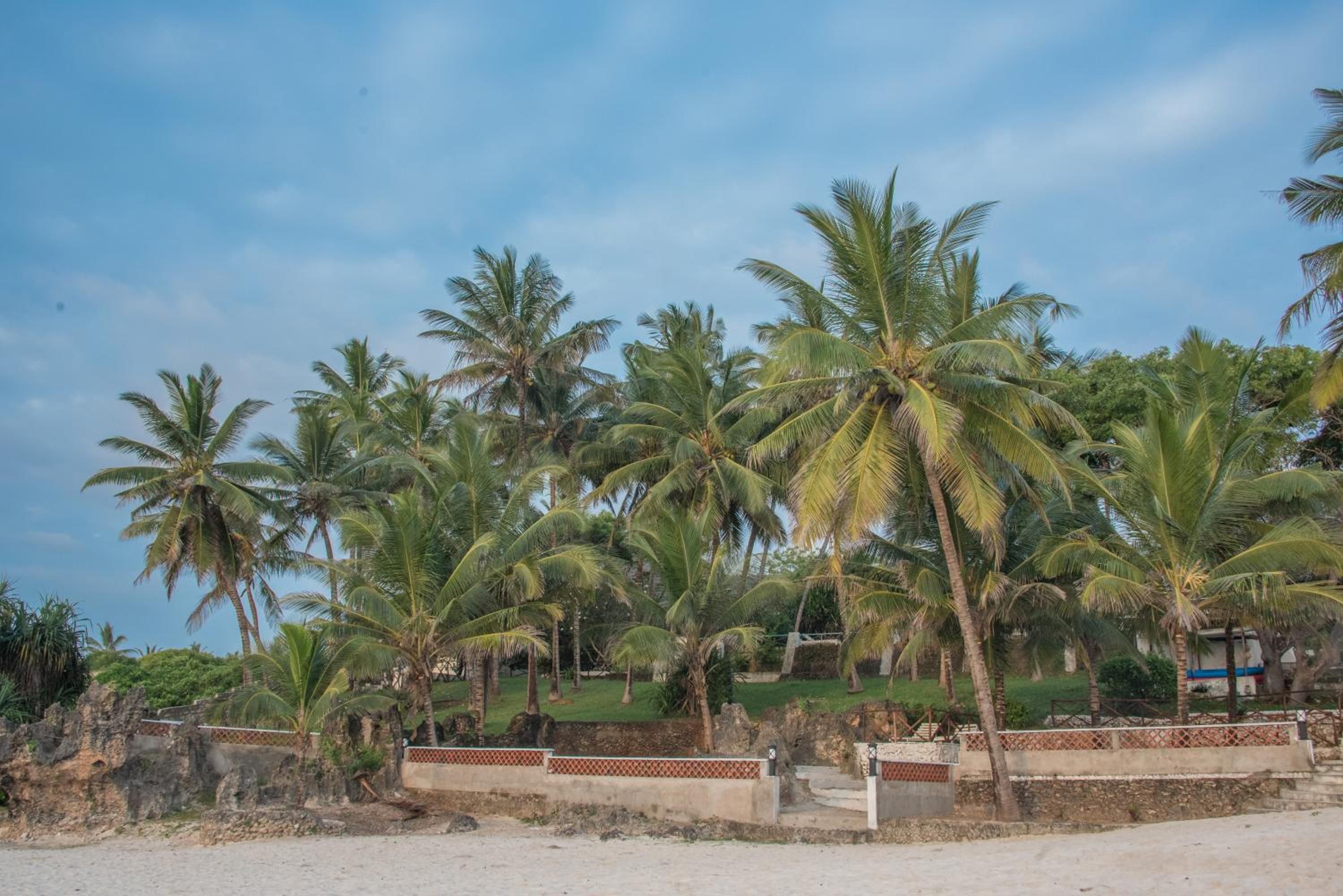 A coastal area with palm trees and a sandy beach.