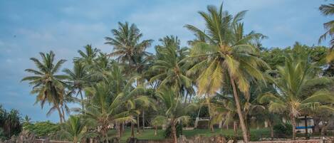 A coastal area with palm trees and a sandy beach.