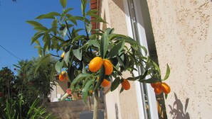 Un agrumier avec des oranges, devant la façade d’un immeuble.