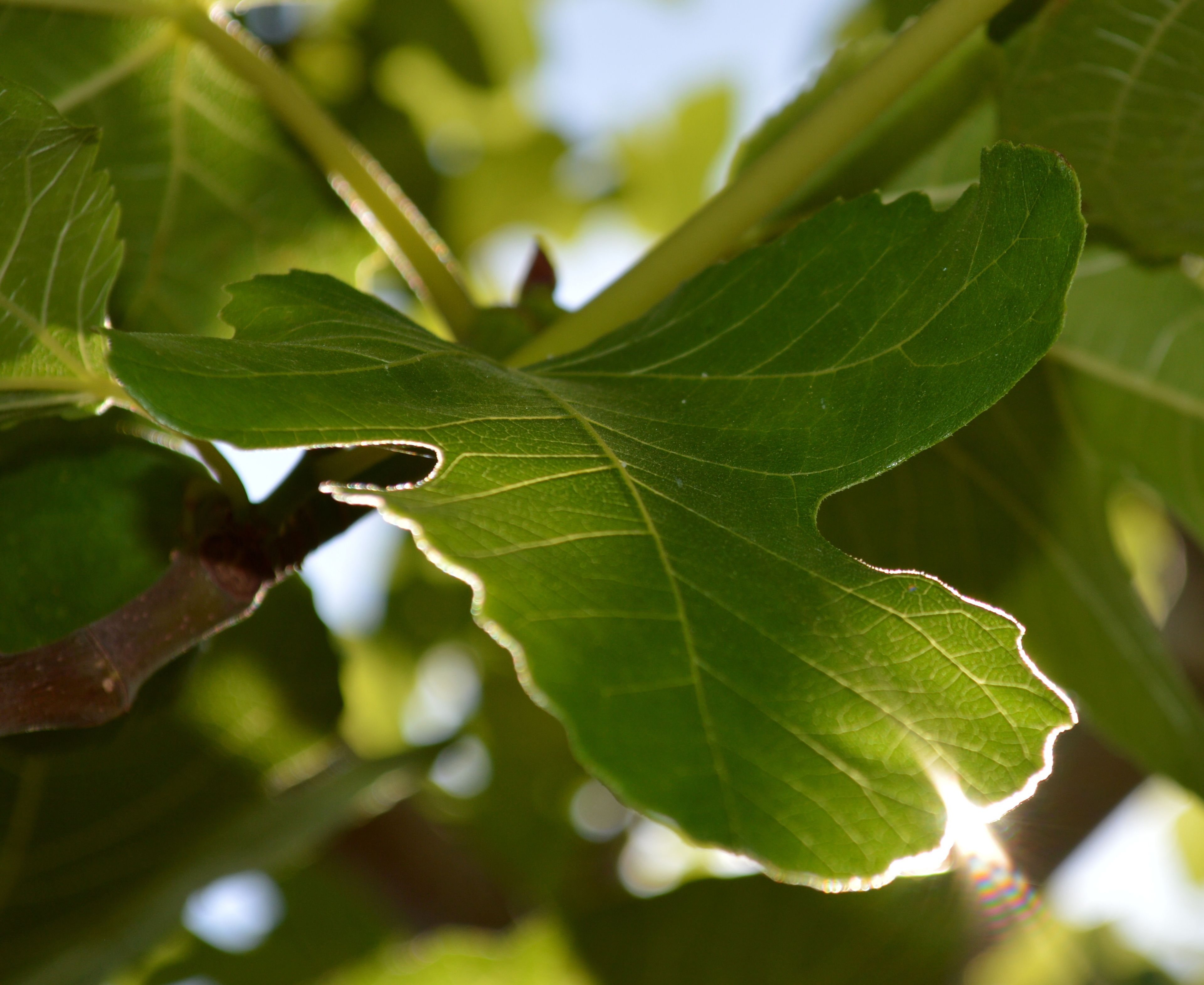 A close-up of a leaf with a distinct shape and visible veins.