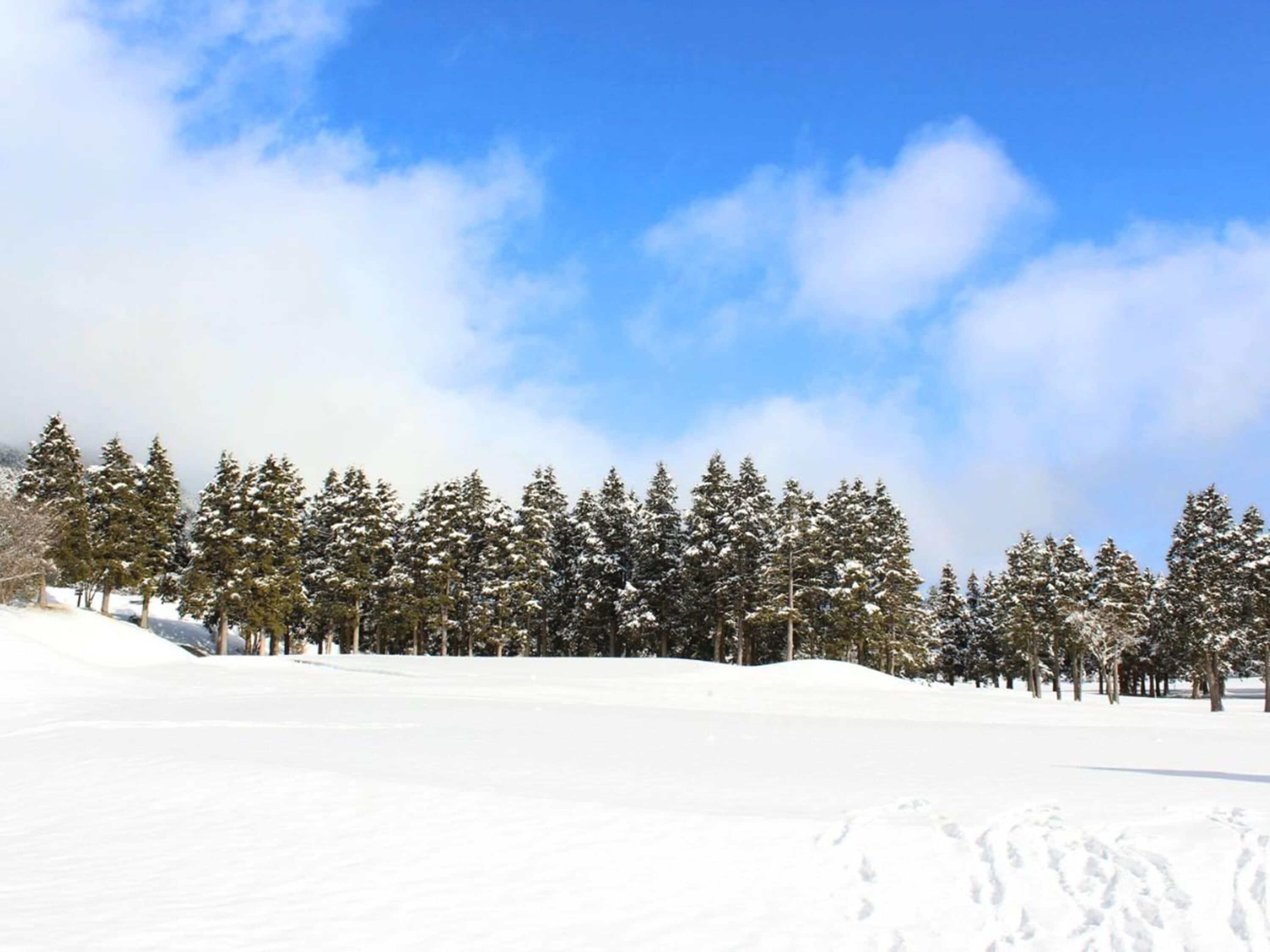 Un paisaje nevado con una hilera de árboles de hoja perenne y un cielo azul despejado.