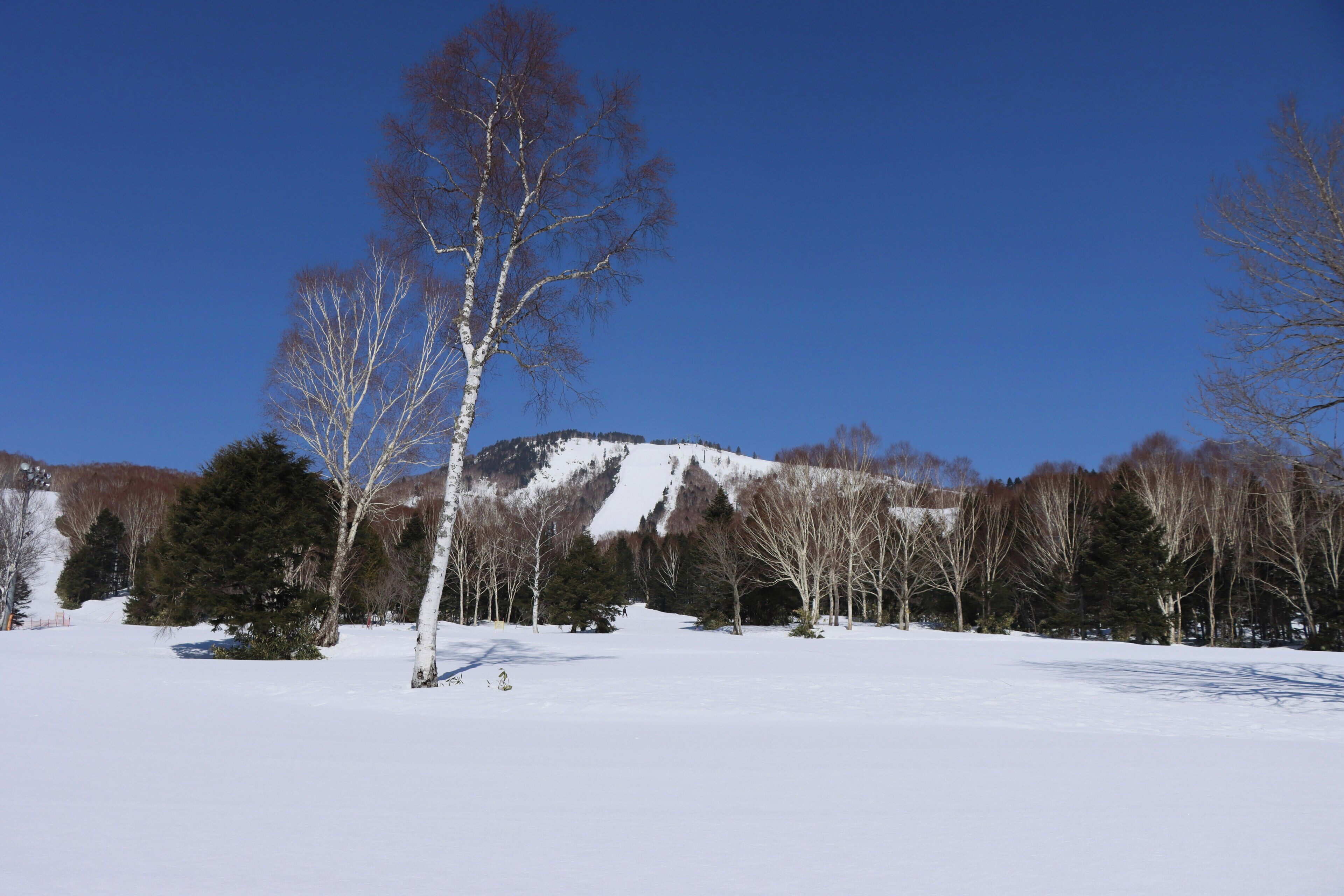 A snow-covered landscape with trees and a mountain in the background.