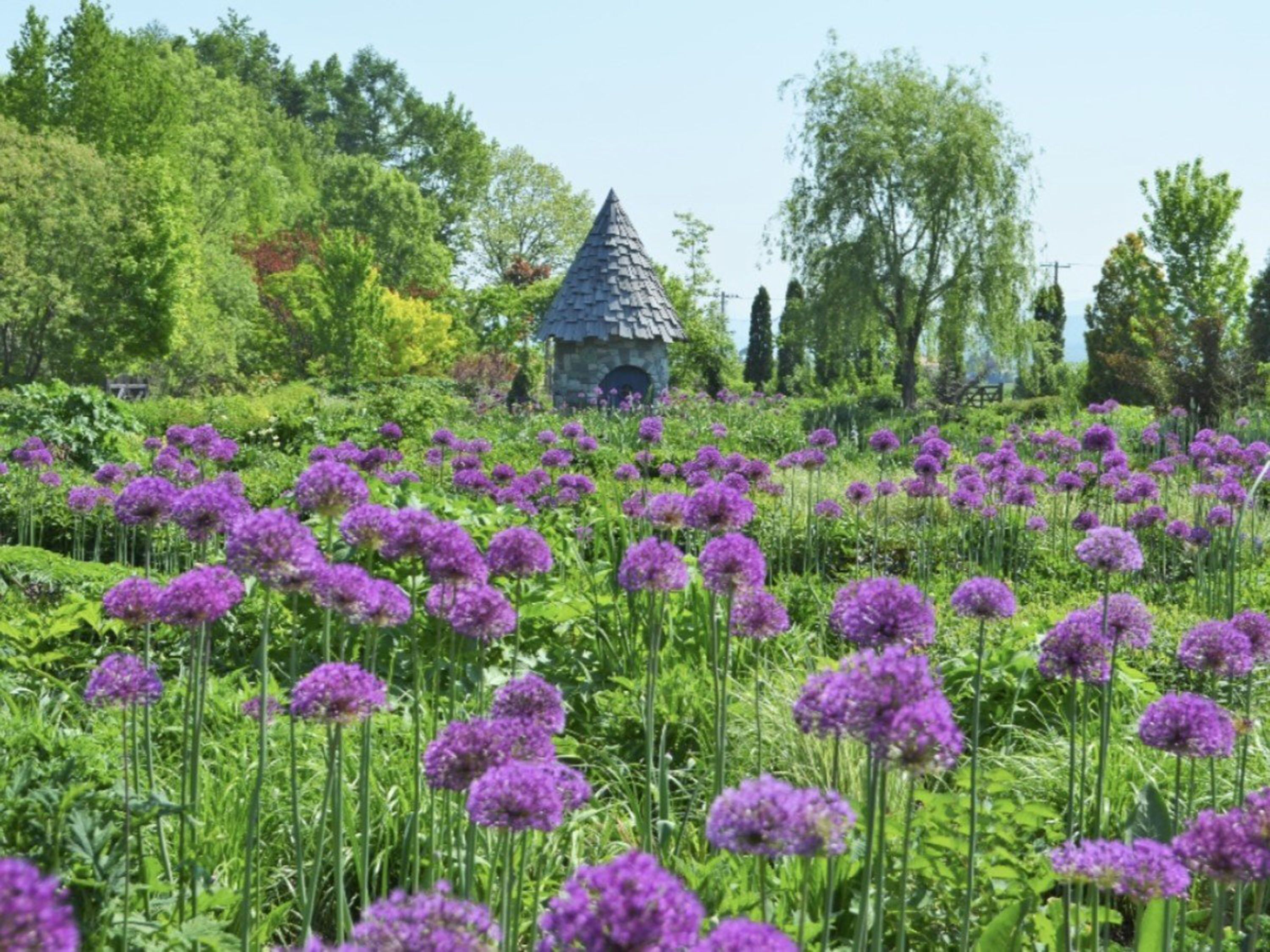 A garden with purple flowers and a stone structure.