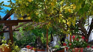 Terrace/patio - Diplomats Holidays (South Pelion)
