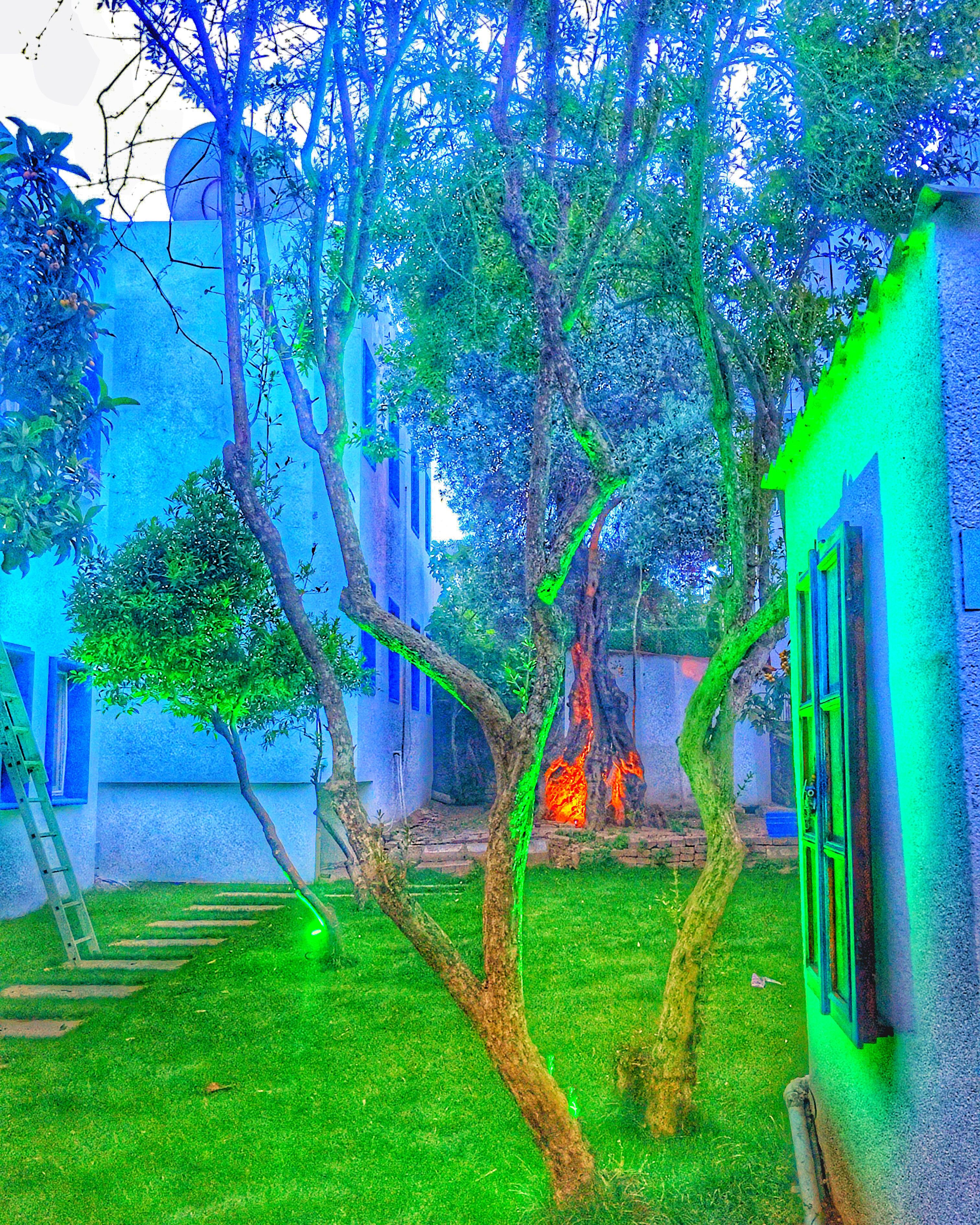 A courtyard with trees, a ladder, and a building with blue walls and green windows.