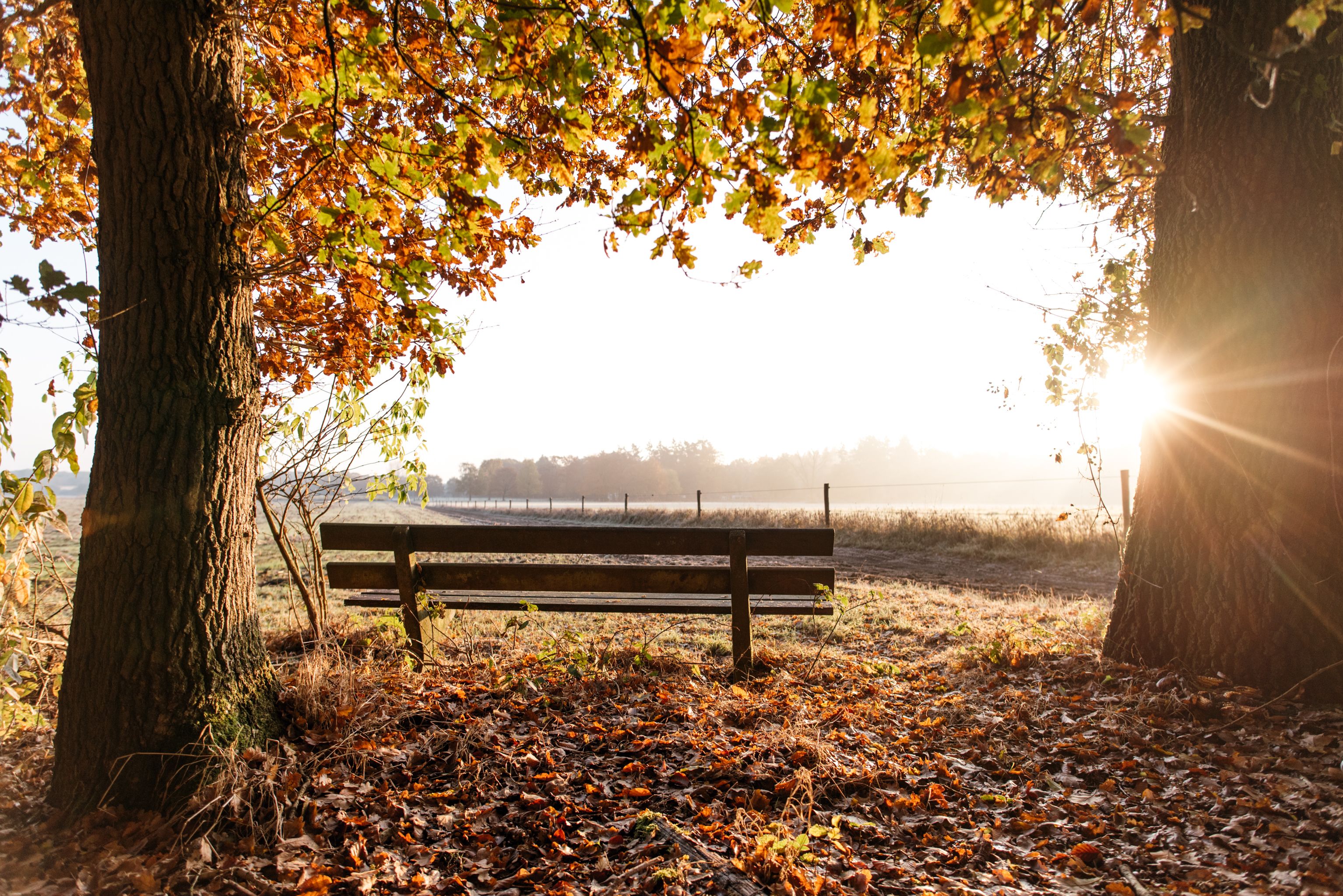 A bench in a park with trees and sunlight.