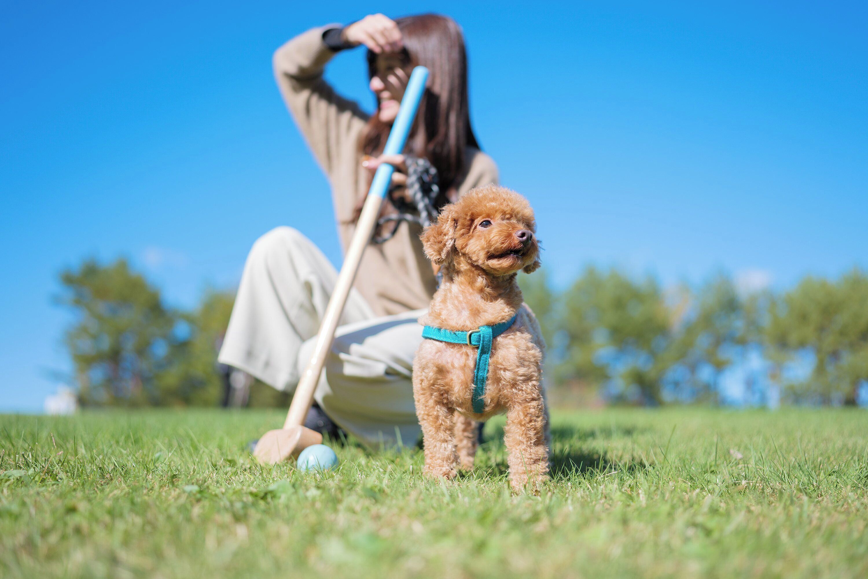 Eine Person sitzt im Gras mit einem Hund und einem Stock.