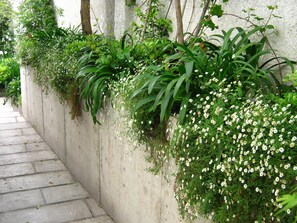 A concrete pathway alongside a wall with dense green foliage and white flowers. - Meridiano Sur Petit Hotel (Santiago)