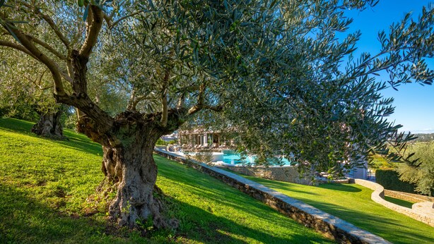A large olive tree in a well-maintained grassy area with a stone pathway leading to a pool area. - Mulino Luxury Boutique Hotel (Buje)