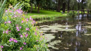 A serene pond with pink flowers in the foreground and a wooden bridge in the background.